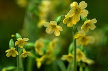 Oxslip flowers {Primula elatior} Belgium