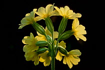 Oxslip flowers {Primula elatior} Belgium