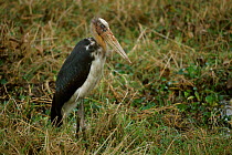 Lesser adjutant stork {Leptoptilos javanicus} VU Majuli Is Assam India