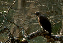 Grey headed fish eagle {Ichthyophaga ichthyaetus} Kaziranga NP Assam India