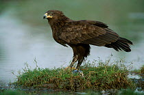 Greater spotted eagle feeds on fish {Aquila clanga} Keoladeo Ghana NP India Rajasthan