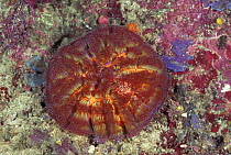 Venomous sea urchin {Asthenosoma varium} Sulawesi note shrimps {Periclimenes}