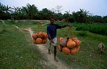 Man carries pots to jetty Majuli Island Assam India