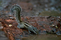 Five striped palm squirrel drinking {Funambulus pennanti} Keoladeo Ghana NP India