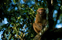 Assam macaque in tree {Macaca assamensis} Kaziranga NP Assam India