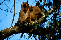 Assam macaques in tree {Macaca assamensis} Kaziranga NP Assam India