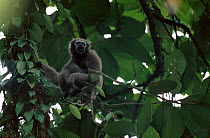 White browed gibbon female {Hylobates hoolock} EN Kaziranga NP Assam India Panbari forest