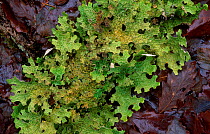 Tree lungwort {Lobaria pulmonaria} fallen from oak into leaf litter. Scotland, UK Glen