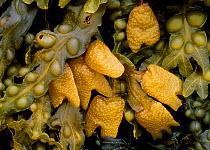 Twisted wrack {Fucus spiralis} Bladder wrack {F vesiculosus} seaweeds. Scotland UK