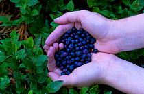 Bilberries gathered in forest {Vaccinum myrtilis} Idena Latgale Latvia