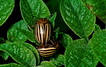 Colorado potato beetles mating on Potato leaves {Leptinotarsa decemlineata} Latvia {Doryphora