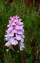 Spotted heath orchid {Dactylorhiza maculata} Beinn Eighe NNR, Scotland, Wester ross