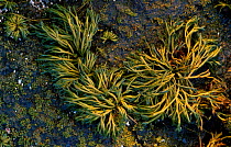 Channelled wrack seaweed {Pelvetia canaliculata} Lofoten islands, Norway Nr Sennesvika,