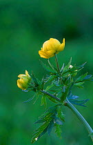 Globeflower {Trollius europaeus} Vidzeme, Latvia Launkaine