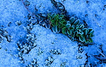 Alpine bearberry (Kinnikinnick) plant in snow {Arctostaphylos uva ursi} Scotland, UK Beinn