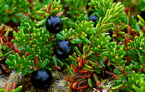 Crowberry berries {Empetrum nigrum} Beinn Eighe NNR, Scotland, UK Wester Ross