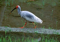 Crested ibis, endangered {Nipponia nippon} Shaanxi prov, China