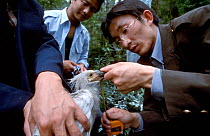 Researchers measure Crested ibis {Nipponia nippon} endangered, Shaanxi prov, China