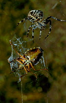 Spider {Araneus marmoreus} with Shieldbug trapped in web Scotland, UK