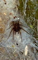 Spider at entrance of funnel web {Amaurobius / Ciniflo fenestralis} Scotland, UK