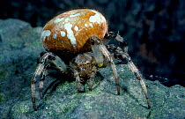 Spider {Araneus quadratus} Scotland, UK inverness-shire