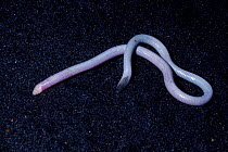 Florida worm lizard {Rhineura floridana} Florida USA