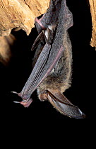 Raffinesque's big-eared bat {Plecotus rafinesquii} Florida, USA {Corynorhinus rafinesquii}