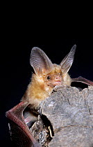 Pallid bat {Antrozous pallidus} Arizona, USA
