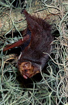 Seminole bat {Lasiurus seminolus} W Florida, USA