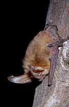 Townsend's big-eared bat {Plecotus townsendii} Arizona, USA