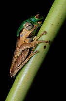 Bornean eared frog {Polypedates otilophus} + Jade tree frog Sabah, Borneo Danum valley