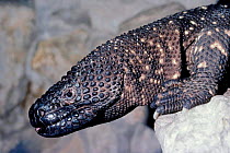 Mexican beaded lizard portrait {Heloderma horridum} captive native to Mexico