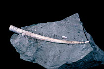 Fossil of a Scaphopod {Antalis striata} from Eocene period, Barton Beds, England, UK