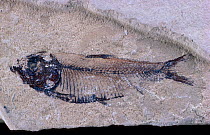 Fossil fish {Knightea eocaena} x 0.75, Eocene period, found in Wyoming, USA 55 - 34 mya