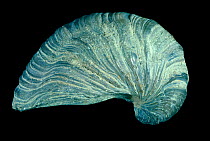 Fossil bivalve {Gryphaea arcuata} x 0.5 Jurassic Period, Lower Lias 205 - 154 mya