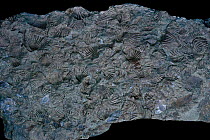 Fossil brachiopods in rock {Camarotoechia nucula} Silurian, South England x 0.5 440 - 410 my