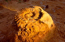 Large ammonite fossil embedded in rock, Phinda Resource Reserve, South Africa 30cm wide