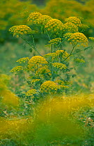 Alexander herb in flower {Smyrnium olusatrum} Spain