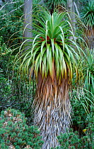 Giant grass tree {Richea pandanifolia} Mt Field NP, Tasmania, Australia Lake Dobson,