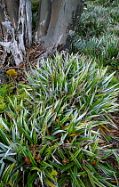 Pineapple grass {Astelia alpina} Mt Field NP, Tasmania, Australia 'alpine mosaic'