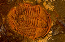Fossil trilobite {Conocoryphe sp} from Cambrian Era, Eastern Europe