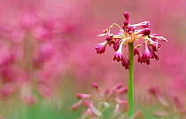 Garland lily {Calostemma purpureum} Mt Remarkable NP, S Australia