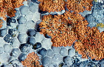 Fossil coral with orange lichen growing on top, St Lawrence Gulf, Peninsula Quebec, Canada