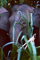Bornean forest elephant {Elephas maximus borneensis} Sukau, Borneo Kinabatangan fores
