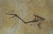 Fossil bird leg {Tringa sp} Luberon, France, Europe