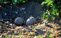 Stone curlew nest with eggs {Burhinus oedicnemus} Norfolk, U