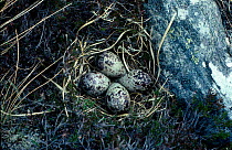 Greenshank nest with eggs {Tringa nebularia} UK