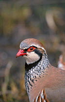 Red legged partridge portrait {Alectoris rufa} Hampshire, UK