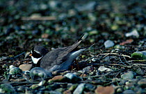 Ringed plover male scraping nest hollow {Charadrius hiaticula} UK