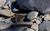 Common sandpiper chick amongst stones {Actitis hypoleucos} Powys Wales UK